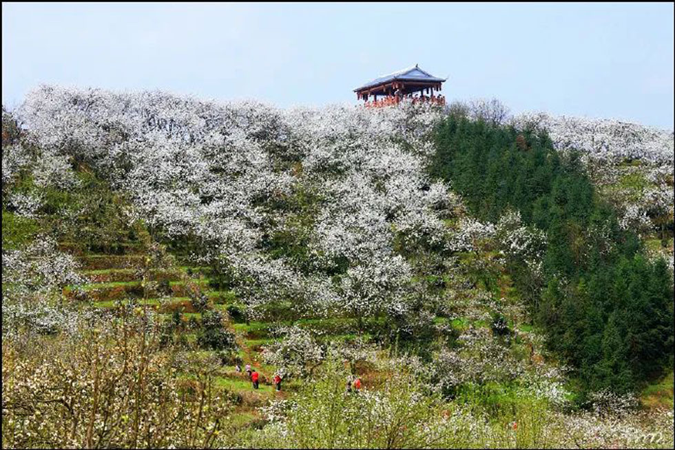 【春天，广西桂林灌阳县向您发出邀请！】我们在灌阳看梨花 - 游山玩水 - 六盘水生活社区 - 六盘水28生活网 lps.28life.net