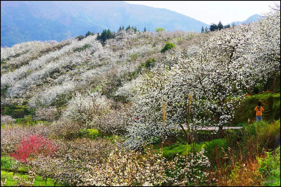 【春天，广西桂林灌阳县向您发出邀请！】我们在灌阳看梨花 - 游山玩水 - 六盘水生活社区 - 六盘水28生活网 lps.28life.net