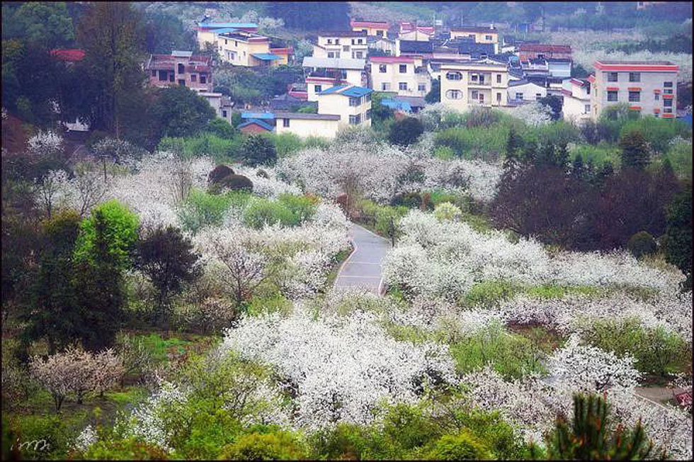 【春天，广西桂林灌阳县向您发出邀请！】我们在灌阳看梨花 - 游山玩水 - 六盘水生活社区 - 六盘水28生活网 lps.28life.net