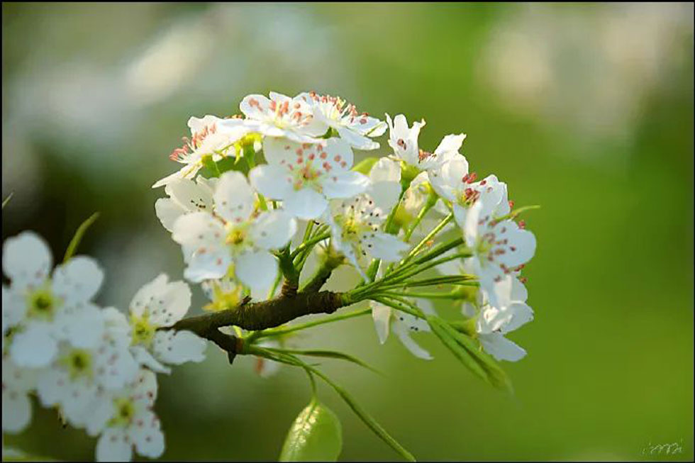 【春天，广西桂林灌阳县向您发出邀请！】我们在灌阳看梨花 - 游山玩水 - 六盘水生活社区 - 六盘水28生活网 lps.28life.net