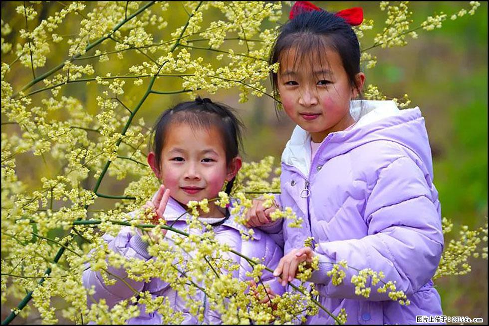 【春天，广西桂林灌阳县向您发出邀请！】米珠山前有片山苍子花在飘香 - 游山玩水 - 六盘水生活社区 - 六盘水28生活网 lps.28life.net