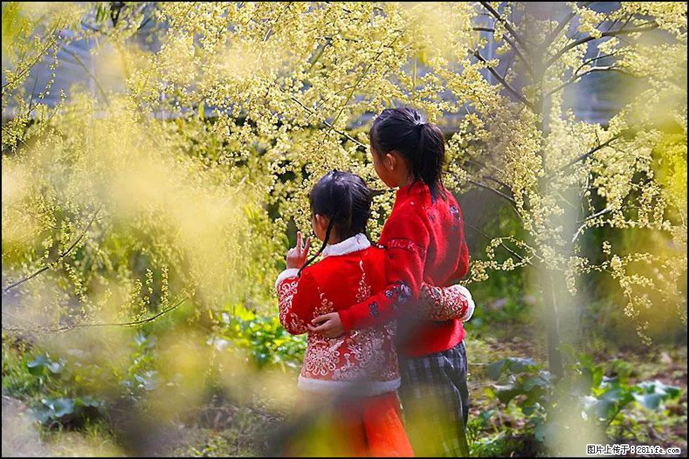 【春天，广西桂林灌阳县向您发出邀请！】米珠山前有片山苍子花在飘香 - 游山玩水 - 六盘水生活社区 - 六盘水28生活网 lps.28life.net