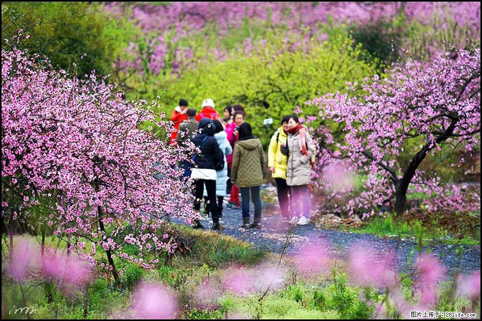 【春天，广西桂林灌阳县向您发出邀请！】官庄村有个醉美的桃花园 - 游山玩水 - 六盘水生活社区 - 六盘水28生活网 lps.28life.net