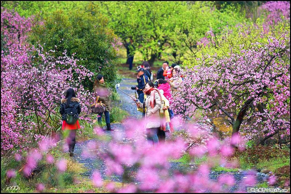 【春天，广西桂林灌阳县向您发出邀请！】官庄村有个醉美的桃花园 - 游山玩水 - 六盘水生活社区 - 六盘水28生活网 lps.28life.net