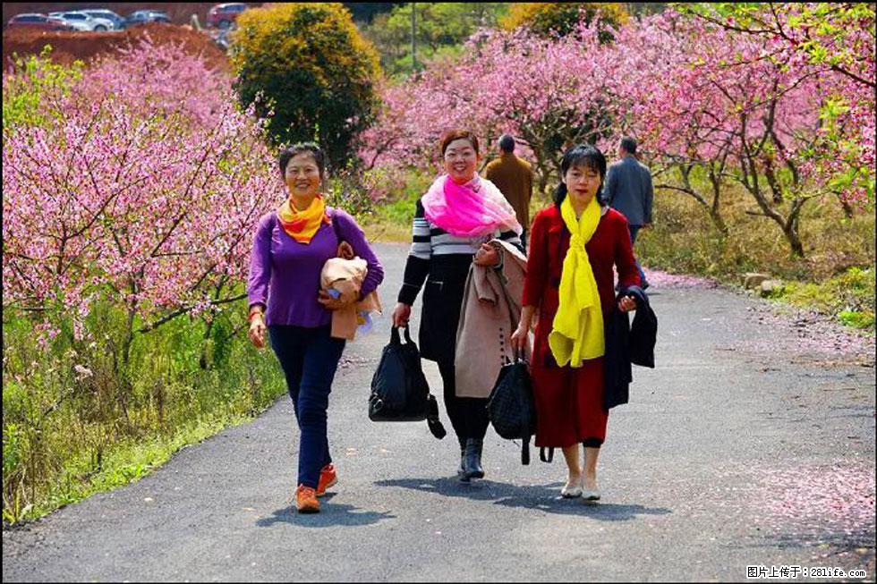 【春天，广西桂林灌阳县向您发出邀请！】官庄村有个醉美的桃花园 - 游山玩水 - 六盘水生活社区 - 六盘水28生活网 lps.28life.net