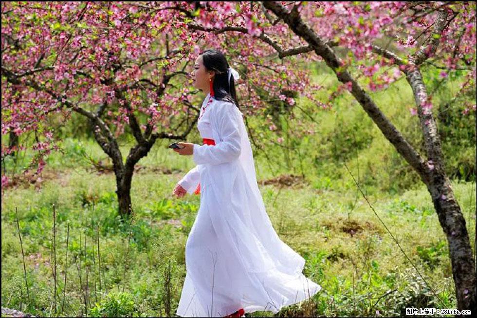 【春天，广西桂林灌阳县向您发出邀请！】官庄村有个醉美的桃花园 - 游山玩水 - 六盘水生活社区 - 六盘水28生活网 lps.28life.net