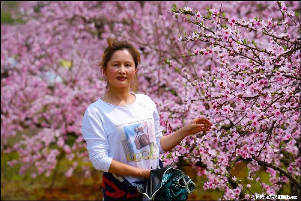 【春天，广西桂林灌阳县向您发出邀请！】官庄村有个醉美的桃花园 - 游山玩水 - 六盘水生活社区 - 六盘水28生活网 lps.28life.net