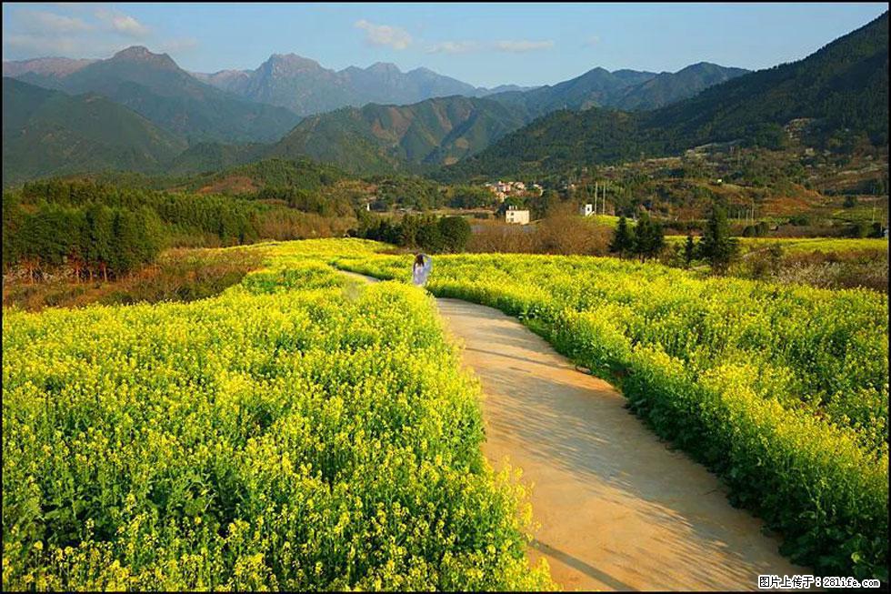 【春天，广西桂林灌阳县向您发出邀请！】长坪村油菜盛情花开 - 游山玩水 - 六盘水生活社区 - 六盘水28生活网 lps.28life.net