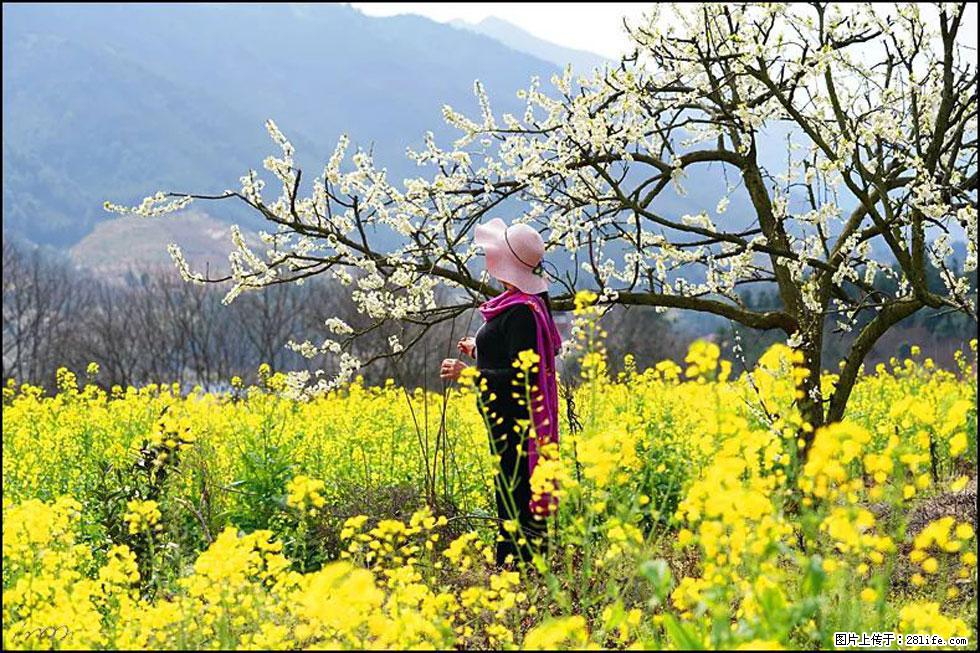 【春天，广西桂林灌阳县向您发出邀请！】长坪村油菜盛情花开 - 游山玩水 - 六盘水生活社区 - 六盘水28生活网 lps.28life.net