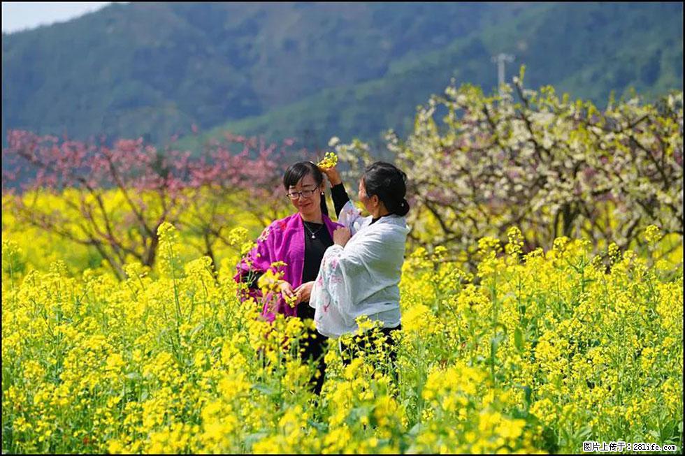 【春天，广西桂林灌阳县向您发出邀请！】长坪村油菜盛情花开 - 游山玩水 - 六盘水生活社区 - 六盘水28生活网 lps.28life.net
