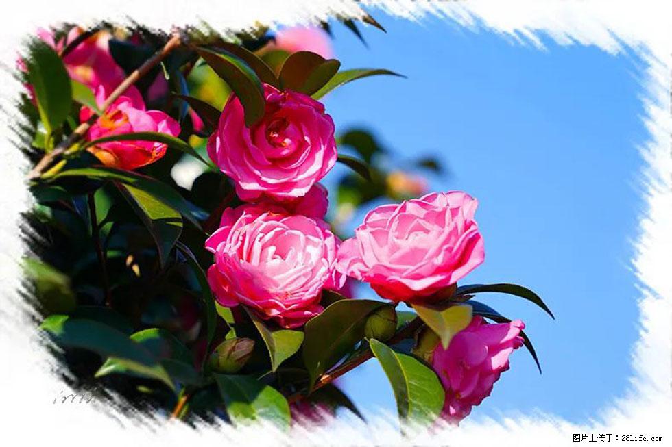 【春天，广西桂林灌阳县向您发出邀请！】杨柳井茶花惹人爱 - 游山玩水 - 六盘水生活社区 - 六盘水28生活网 lps.28life.net