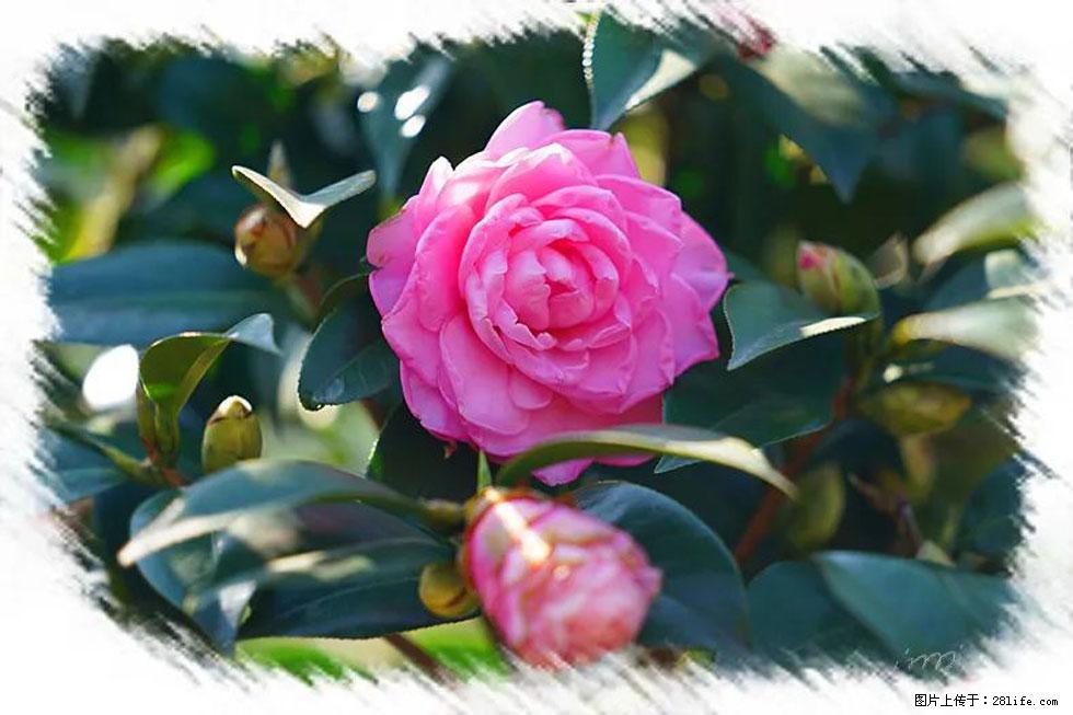 【春天，广西桂林灌阳县向您发出邀请！】杨柳井茶花惹人爱 - 游山玩水 - 六盘水生活社区 - 六盘水28生活网 lps.28life.net