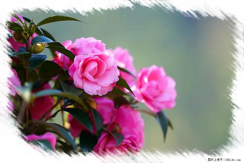 【春天，广西桂林灌阳县向您发出邀请！】杨柳井茶花惹人爱 - 游山玩水 - 六盘水生活社区 - 六盘水28生活网 lps.28life.net