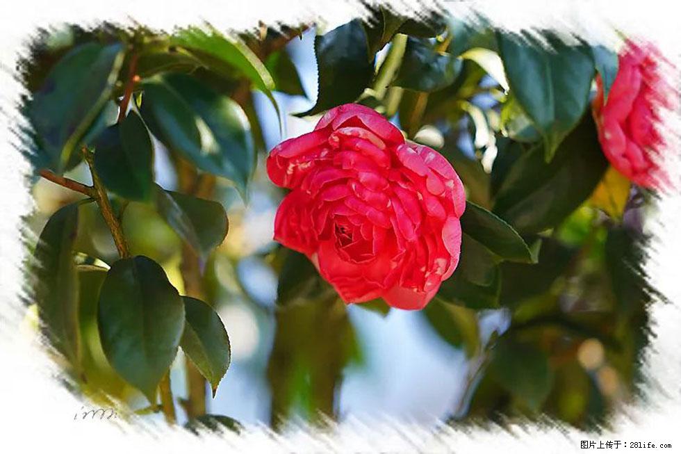 【春天，广西桂林灌阳县向您发出邀请！】杨柳井茶花惹人爱 - 游山玩水 - 六盘水生活社区 - 六盘水28生活网 lps.28life.net