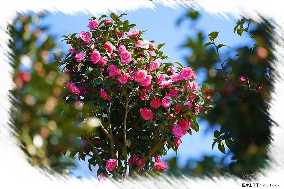 【春天，广西桂林灌阳县向您发出邀请！】杨柳井茶花惹人爱 - 游山玩水 - 六盘水生活社区 - 六盘水28生活网 lps.28life.net
