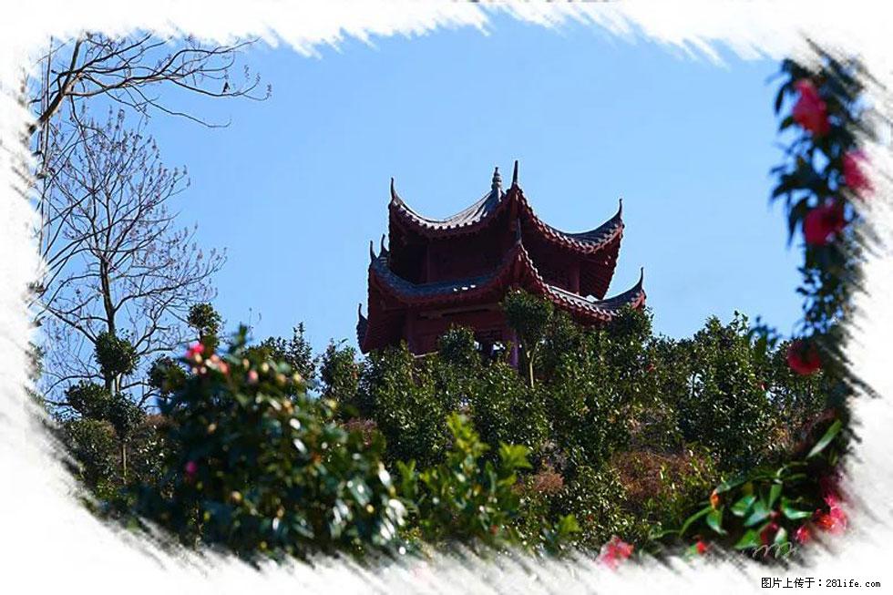 【春天，广西桂林灌阳县向您发出邀请！】杨柳井茶花惹人爱 - 游山玩水 - 六盘水生活社区 - 六盘水28生活网 lps.28life.net