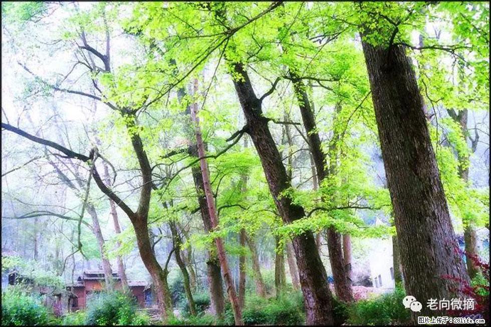 【春天，广西桂林灌阳县向您发出邀请！】在小龙村与春天约会 - 游山玩水 - 六盘水生活社区 - 六盘水28生活网 lps.28life.net