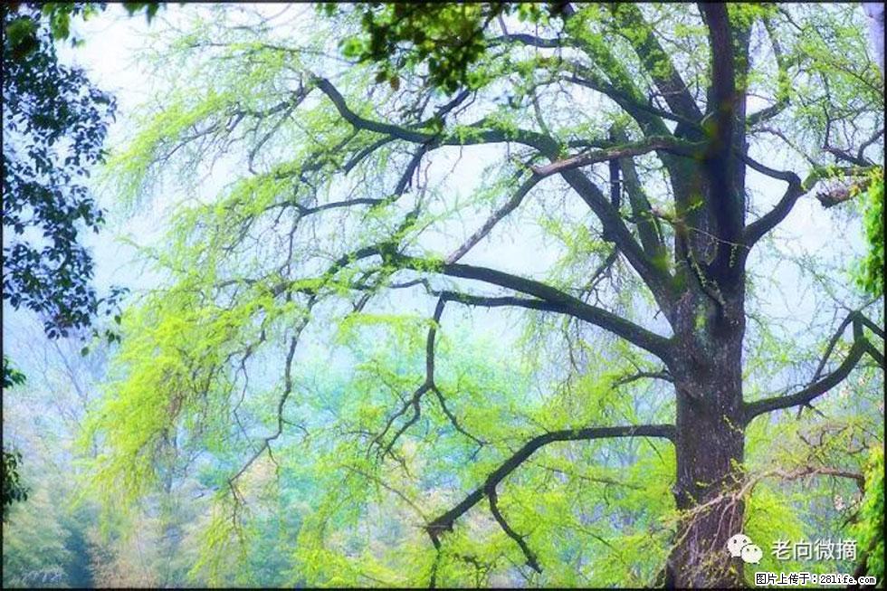 【春天，广西桂林灌阳县向您发出邀请！】在小龙村与春天约会 - 游山玩水 - 六盘水生活社区 - 六盘水28生活网 lps.28life.net