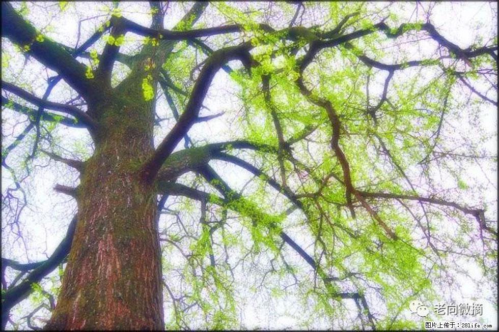 【春天，广西桂林灌阳县向您发出邀请！】在小龙村与春天约会 - 游山玩水 - 六盘水生活社区 - 六盘水28生活网 lps.28life.net