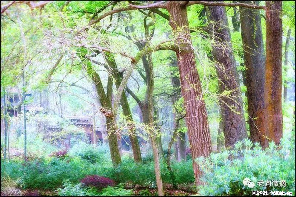 【春天，广西桂林灌阳县向您发出邀请！】在小龙村与春天约会 - 游山玩水 - 六盘水生活社区 - 六盘水28生活网 lps.28life.net