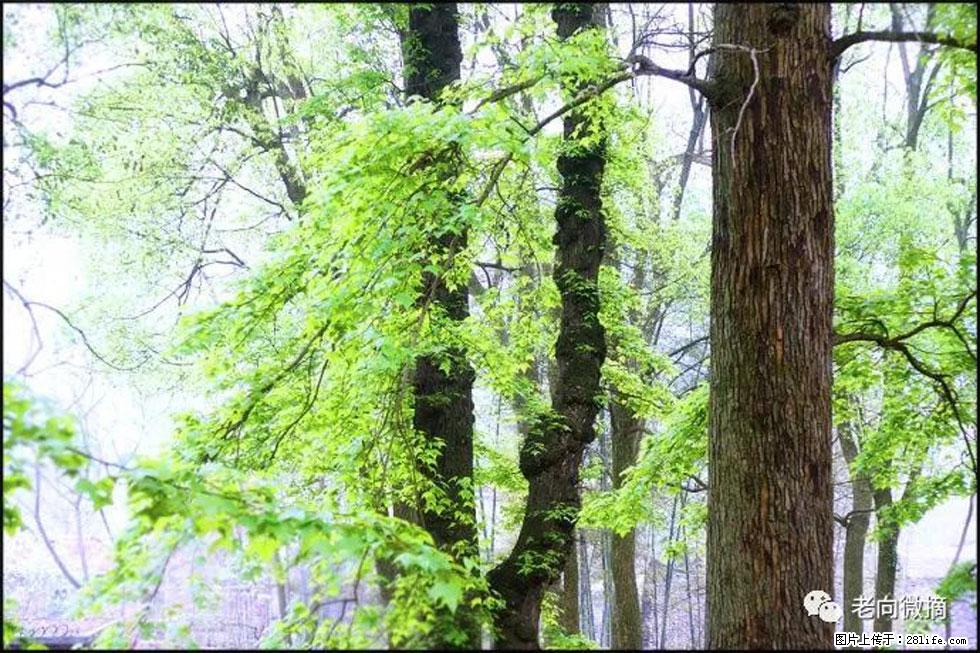 【春天，广西桂林灌阳县向您发出邀请！】在小龙村与春天约会 - 游山玩水 - 六盘水生活社区 - 六盘水28生活网 lps.28life.net