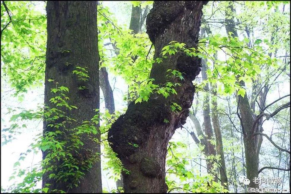 【春天，广西桂林灌阳县向您发出邀请！】在小龙村与春天约会 - 游山玩水 - 六盘水生活社区 - 六盘水28生活网 lps.28life.net