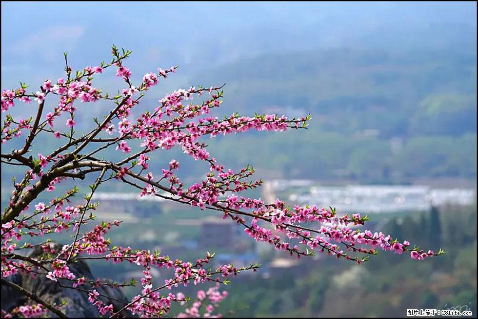 【春天，广西桂林灌阳县向您发出邀请！】望月岭上桃花开 - 游山玩水 - 六盘水生活社区 - 六盘水28生活网 lps.28life.net