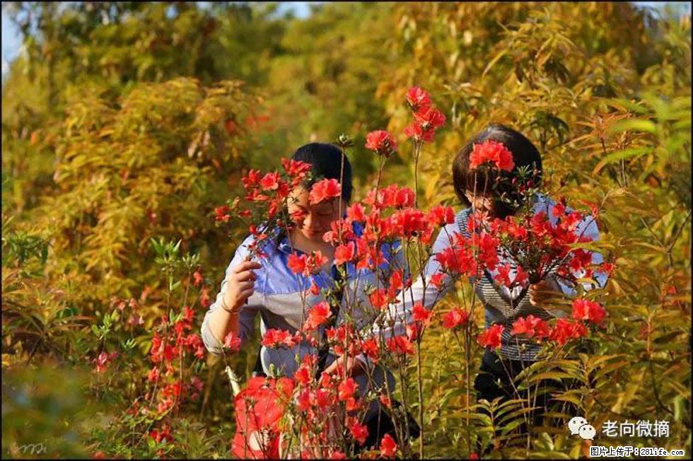 【春天，广西桂林灌阳县向您发出邀请！】登麒麟山，相约映山红 - 游山玩水 - 六盘水生活社区 - 六盘水28生活网 lps.28life.net