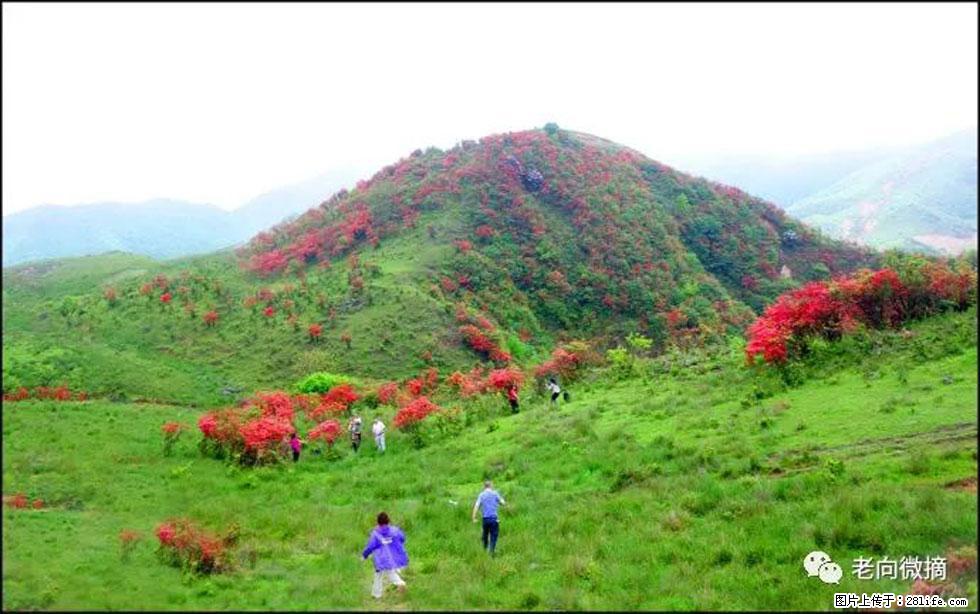 【春天，广西桂林灌阳县向您发出邀请！】宝盖山上映山红 - 游山玩水 - 六盘水生活社区 - 六盘水28生活网 lps.28life.net