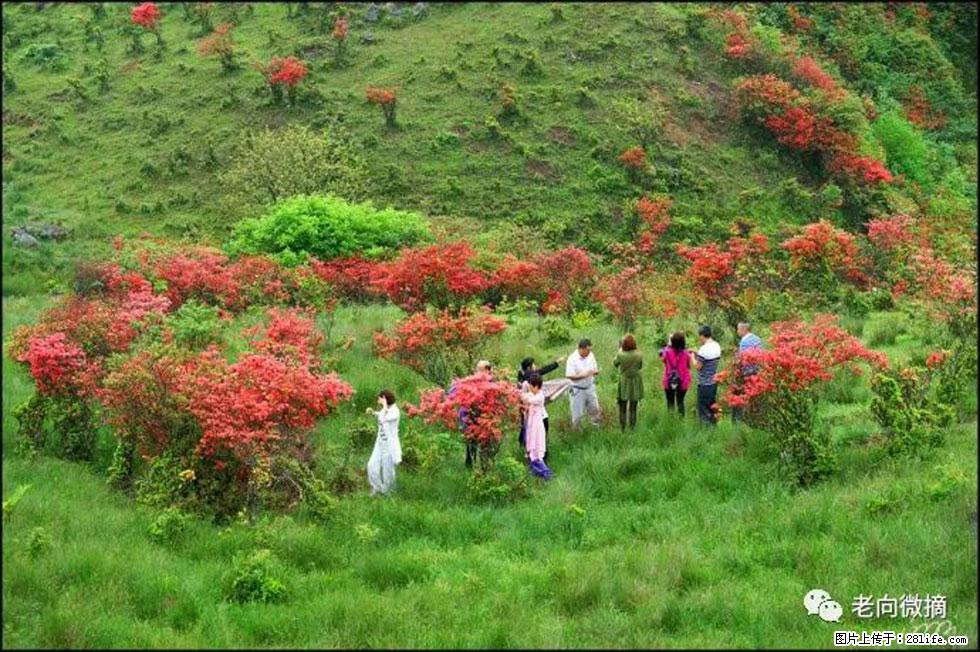 【春天，广西桂林灌阳县向您发出邀请！】宝盖山上映山红 - 游山玩水 - 六盘水生活社区 - 六盘水28生活网 lps.28life.net