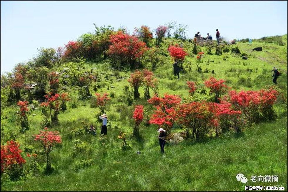 【春天，广西桂林灌阳县向您发出邀请！】宝盖山上映山红 - 游山玩水 - 六盘水生活社区 - 六盘水28生活网 lps.28life.net
