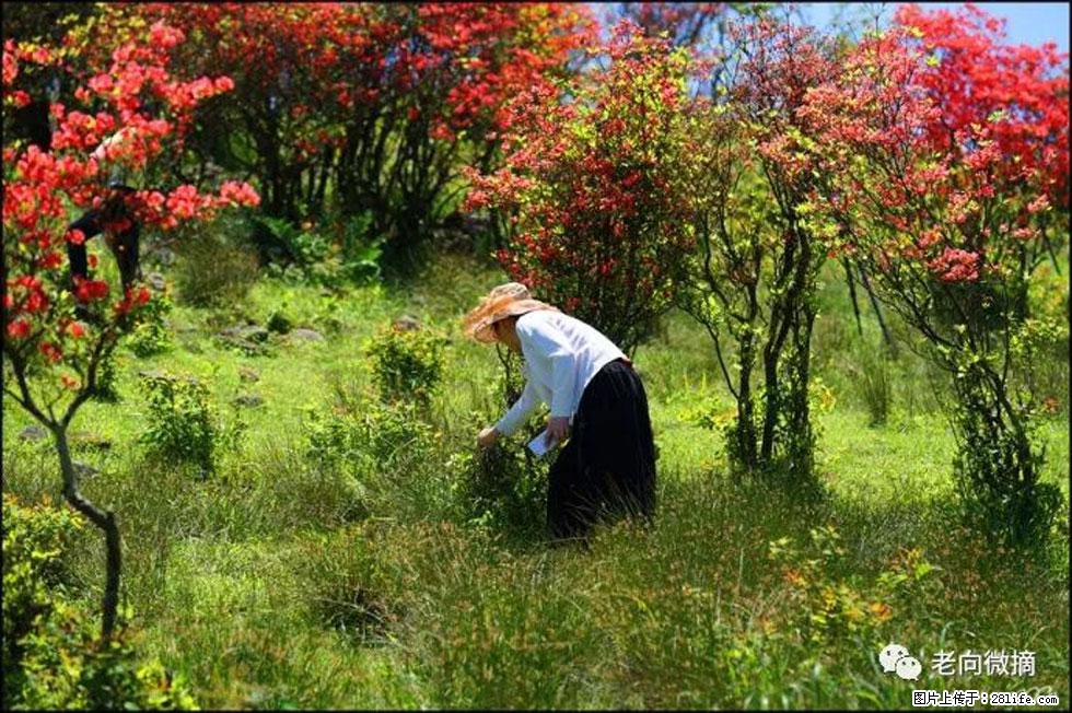 【春天，广西桂林灌阳县向您发出邀请！】宝盖山上映山红 - 游山玩水 - 六盘水生活社区 - 六盘水28生活网 lps.28life.net