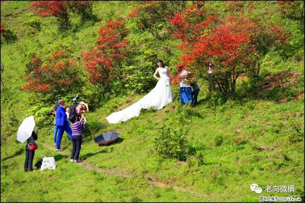【春天，广西桂林灌阳县向您发出邀请！】宝盖山上映山红 - 游山玩水 - 六盘水生活社区 - 六盘水28生活网 lps.28life.net
