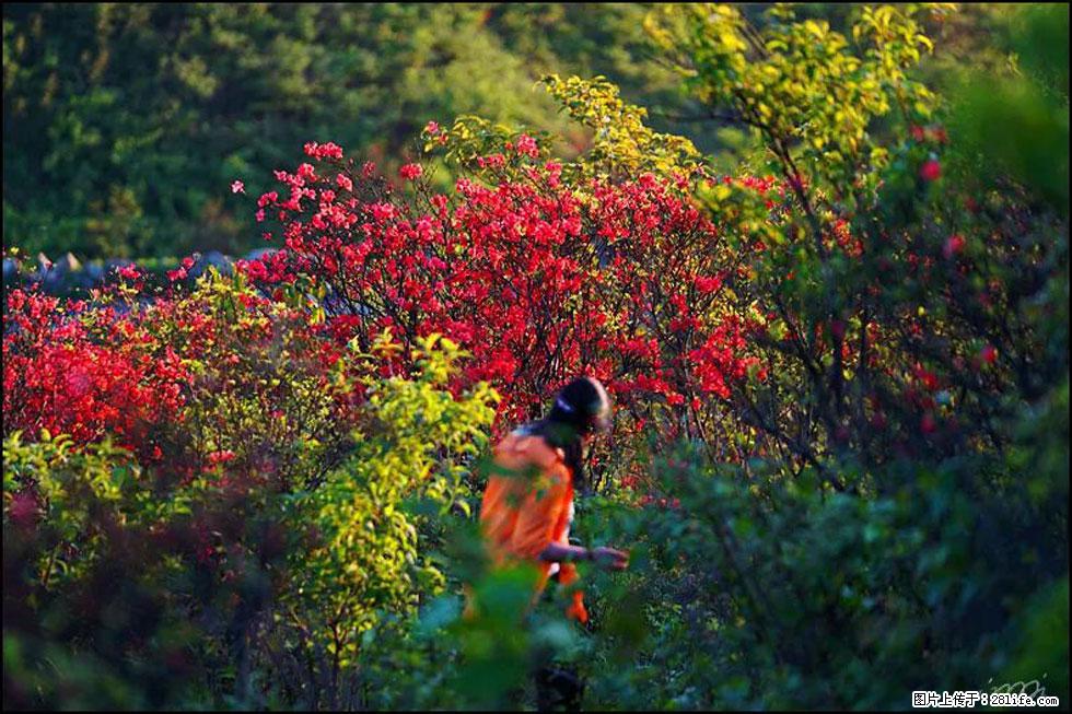 【春天，广西桂林灌阳县向您发出邀请！】春木界上映山红 - 游山玩水 - 六盘水生活社区 - 六盘水28生活网 lps.28life.net