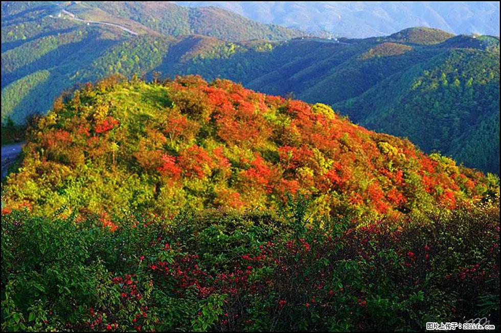 【春天，广西桂林灌阳县向您发出邀请！】春木界上映山红 - 游山玩水 - 六盘水生活社区 - 六盘水28生活网 lps.28life.net