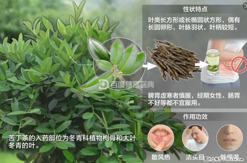 苦丁茶有哪些功效和作用 - 生活百科 - 六盘水生活社区 - 六盘水28生活网 lps.28life.net