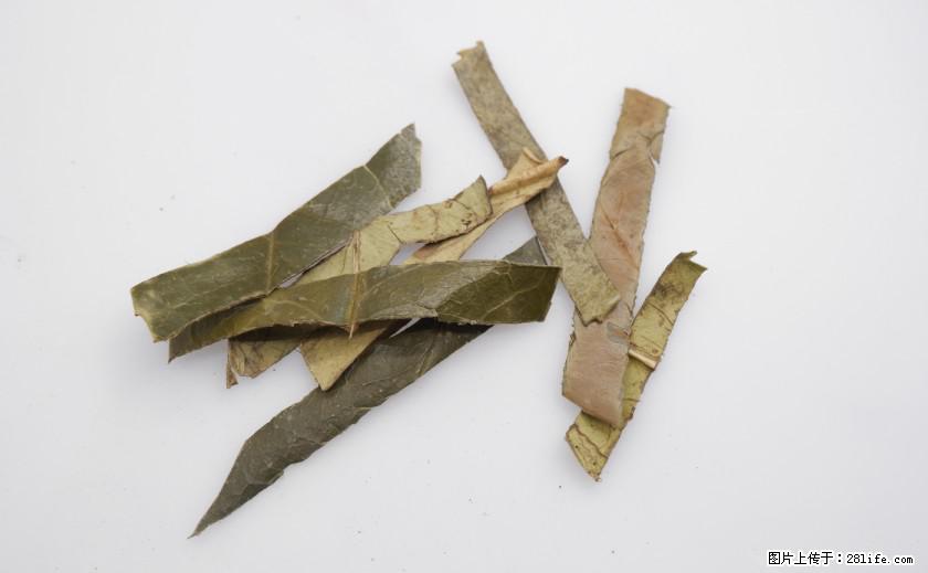 苦丁茶有哪些功效和作用 - 生活百科 - 六盘水生活社区 - 六盘水28生活网 lps.28life.net