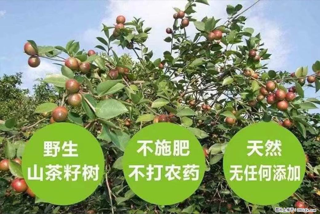 【灌阳县油茶产业示范区】一个有着充实的精神生活的人，对待身外之物自会有一种淡泊的态度 - 美食天地 - 六盘水生活社区 - 六盘水28生活网 lps.28life.net