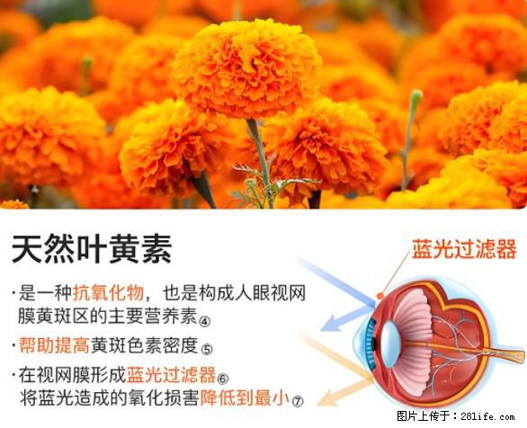 叶黄素有什么功效和作用 - 生活百科 - 六盘水生活社区 - 六盘水28生活网 lps.28life.net