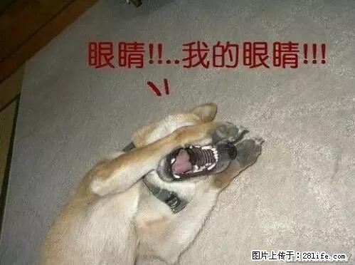 笑癫了！一女的怀孕三年未生，他终于忍不住了... - 娱乐八卦 - 六盘水生活社区 - 六盘水28生活网 lps.28life.net