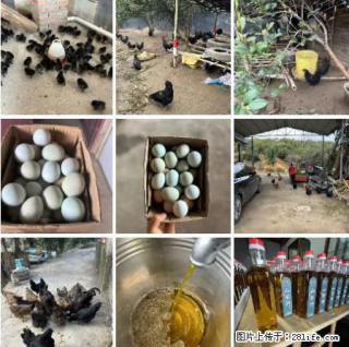 油茶园从小鸡仔开始养起的纯土鸡、土鸡蛋可以预定啦！还有前几天刚榨的纯山茶油哦 - 六盘水28生活网 lps.28life.net