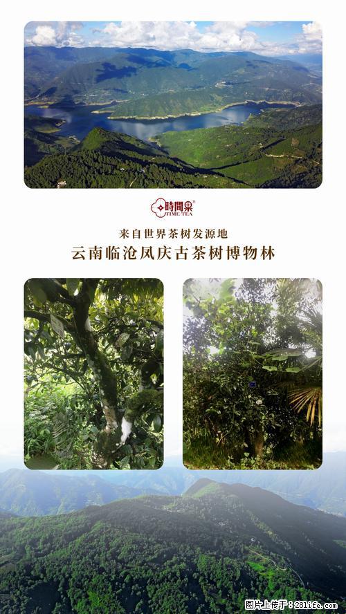 时间果百年古树2025年春红茶 - 购物交流 - 六盘水生活社区 - 六盘水28生活网 lps.28life.net