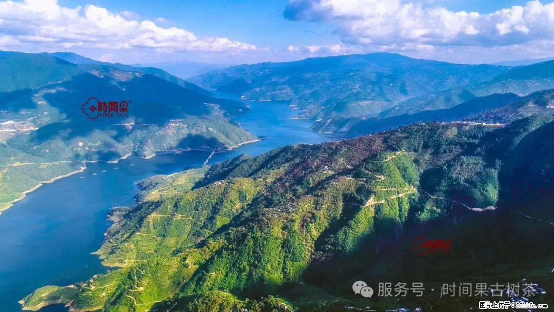 时间果百年古树龙珠普洱生茶 - 购物交流 - 六盘水生活社区 - 六盘水28生活网 lps.28life.net