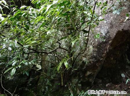 平乐石崖茶，珍贵仅次于金花茶 - 六盘水生活资讯 - 六盘水28生活网 lps.28life.net