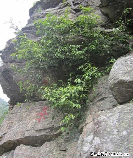 平乐石崖茶，珍贵仅次于金花茶 - 六盘水生活资讯 - 六盘水28生活网 lps.28life.net