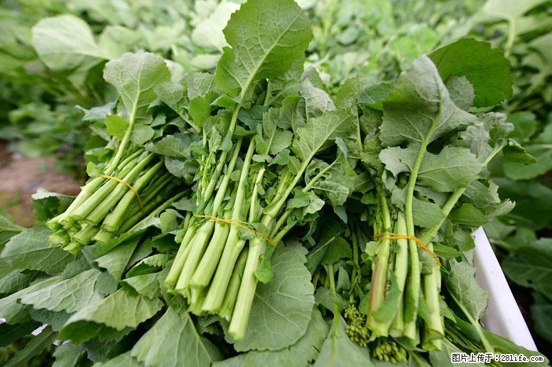 这些蔬菜是“天然钙片”,这6种被医生重点推荐 - 六盘水生活资讯 - 六盘水28生活网 lps.28life.net